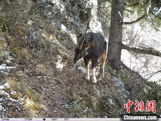 圖為相同位點(diǎn)記錄到的國(guó)家二級(jí)重點(diǎn)保護(hù)野生動(dòng)物—中華鬣羚?！≈袊?guó)科學(xué)院昆明動(dòng)物研究所提供