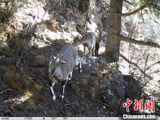 圖為相同位點(diǎn)記錄到的雪豹主要獵物—巖羊?！≈袊?guó)科學(xué)院昆明動(dòng)物研究所提供