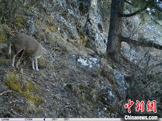 圖為相同位點(diǎn)記錄到的國(guó)家一級(jí)重點(diǎn)保護(hù)野生動(dòng)物—馬麝?！≈袊?guó)科學(xué)院昆明動(dòng)物研究所提供