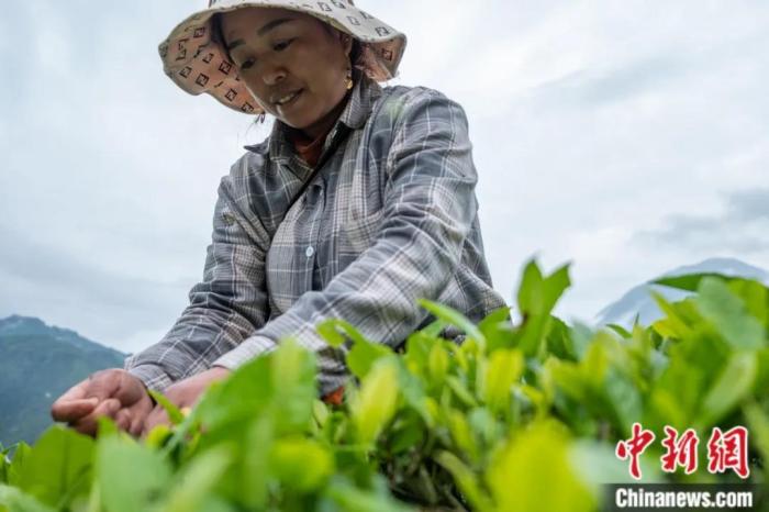 圖為墨脫縣背崩鄉(xiāng)門巴族民眾采摘茶葉。