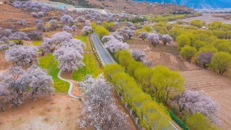 林芝桃花盛開。 張靜攝