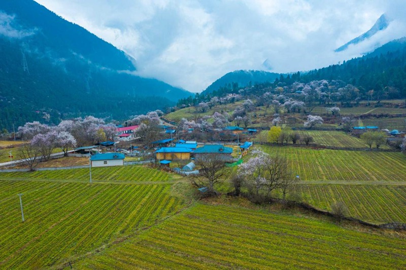 桃花村。 張靜攝