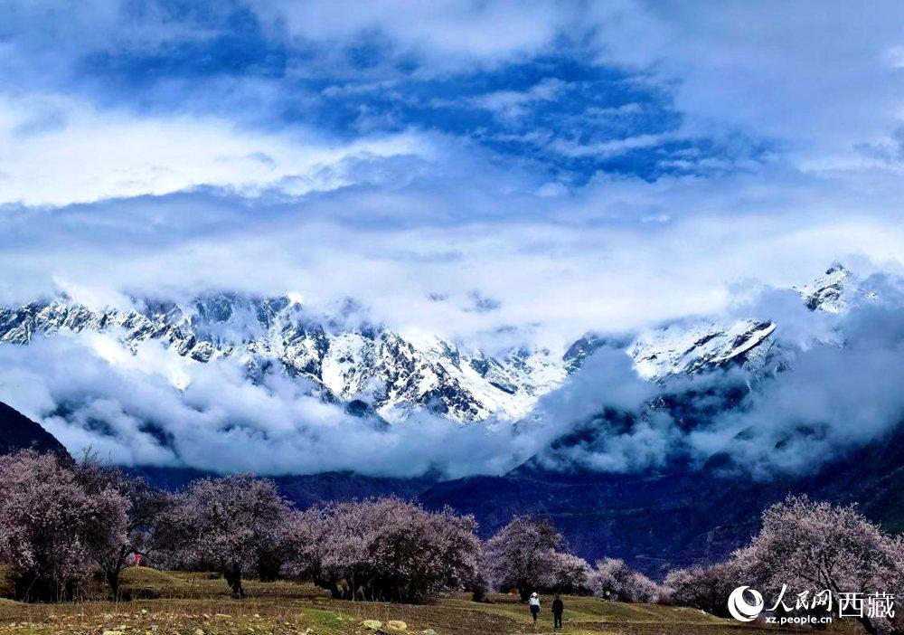 雪山下的桃花。人民網(wǎng) 李海霞攝
