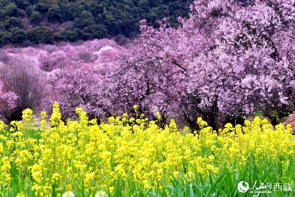桃花與油菜花交相輝映。人民網(wǎng) 李海霞攝