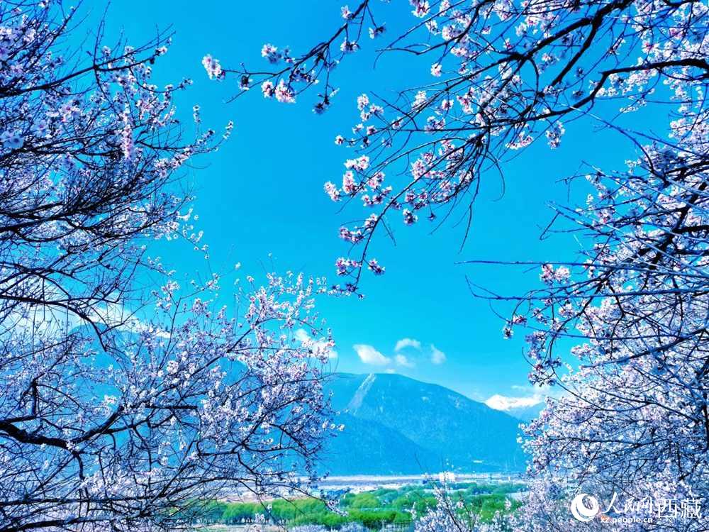 桃花在藍(lán)天白云的映襯下分外好看。人民網(wǎng) 李海霞攝