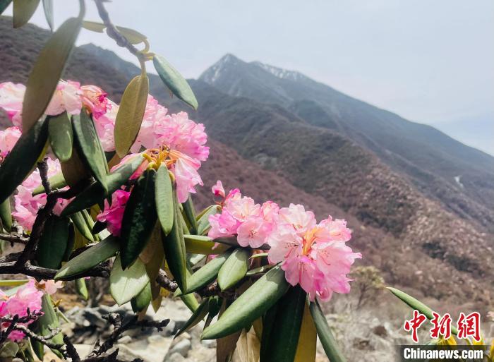 近日，西藏自治區(qū)山南市加查縣索囊溝的杜鵑花競相綻放?！∪轿木?攝