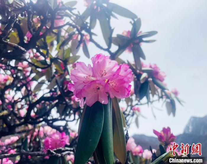 近日，西藏自治區(qū)山南市加查縣索囊溝的杜鵑花競相綻放?！∪轿木?攝