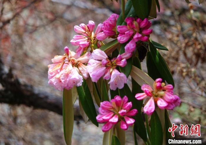 近日，西藏自治區(qū)山南市加查縣索囊溝的杜鵑花競相綻放?！∪轿木?攝