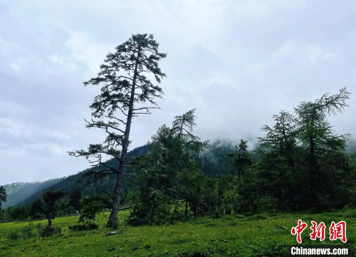 6月10日，魯朗小鎮(zhèn)高山牧場(chǎng)景區(qū)風(fēng)光。　冉文娟 攝