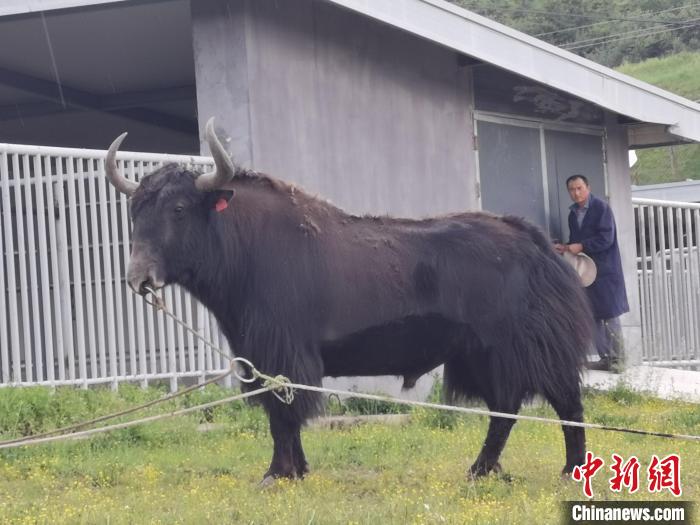 探訪全國最大牦牛產(chǎn)學研基地：“大通牦?！备牧己笠峒s180萬頭