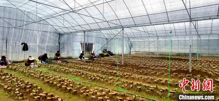 圖為紅太陽科技示范家庭農(nóng)場(chǎng)組織民眾采收靈芝?！∑酱胪喙﹫D