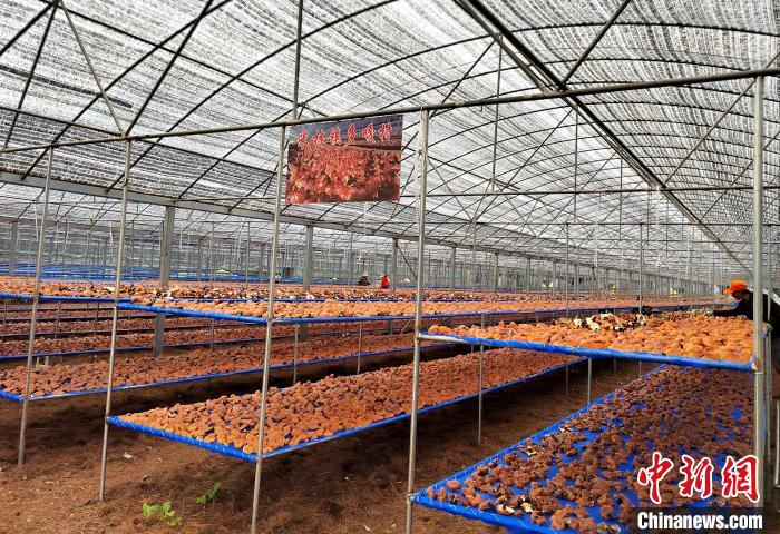 圖為紅太陽科技示范家庭農(nóng)場(chǎng)采收的靈芝。　平措旺青供圖