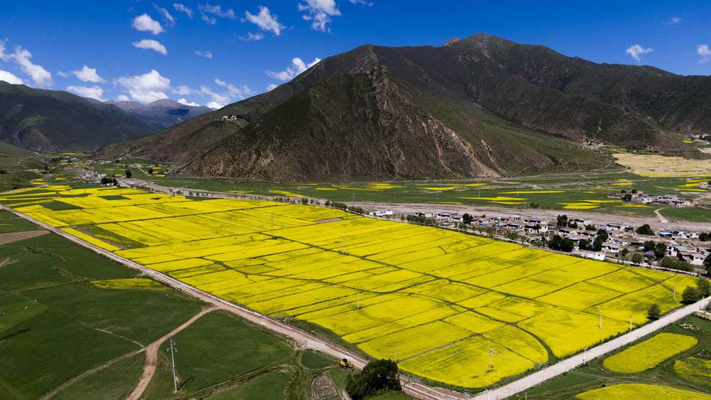 西藏墨竹工卡縣油菜農(nóng)田。