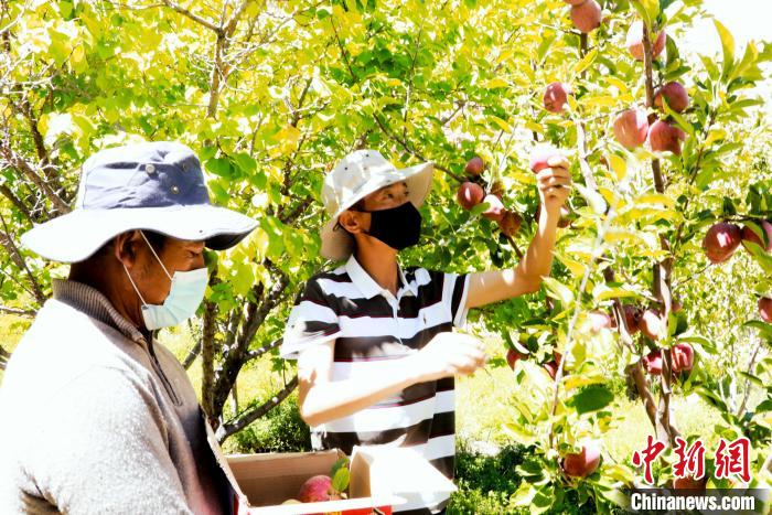圖為西藏阿里札達縣底雅鄉(xiāng)村民在自家果園采摘果實?！“⑼?攝