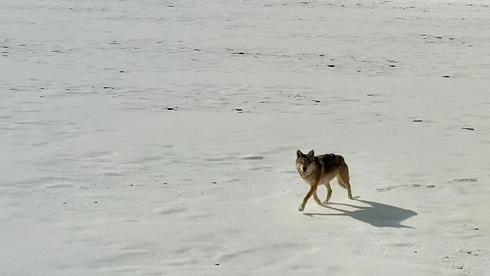 雪地里的阿里“狼”。