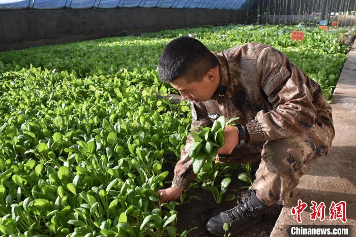 圖為阿里軍分區(qū)某邊防團(tuán)官兵在溫室摘菜?！￡悋[岳 攝