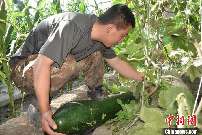 圖為阿里軍分區(qū)某邊防團(tuán)官兵在溫室摘菜?！￡悋[岳 攝