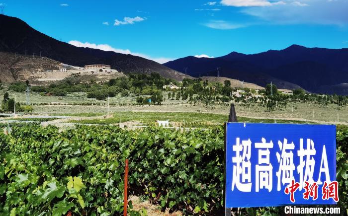 圖為桑日縣種植的葡萄?！∩侥仙Ｈ湛h委宣傳部提供