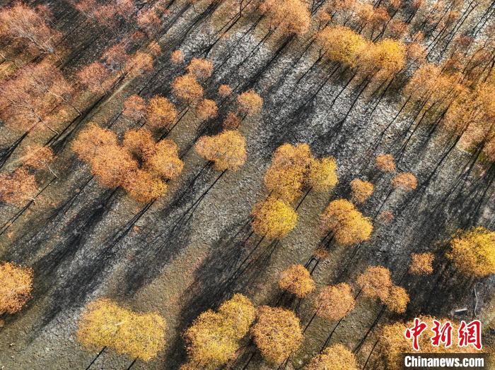 入冬時節(jié)，雅魯藏布江畔的樹林一片金黃?！《拘?攝