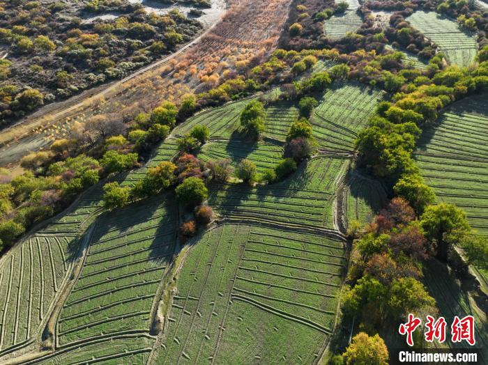 圖為11月8日，雅魯藏布江畔的高原梯田?！《拘?攝