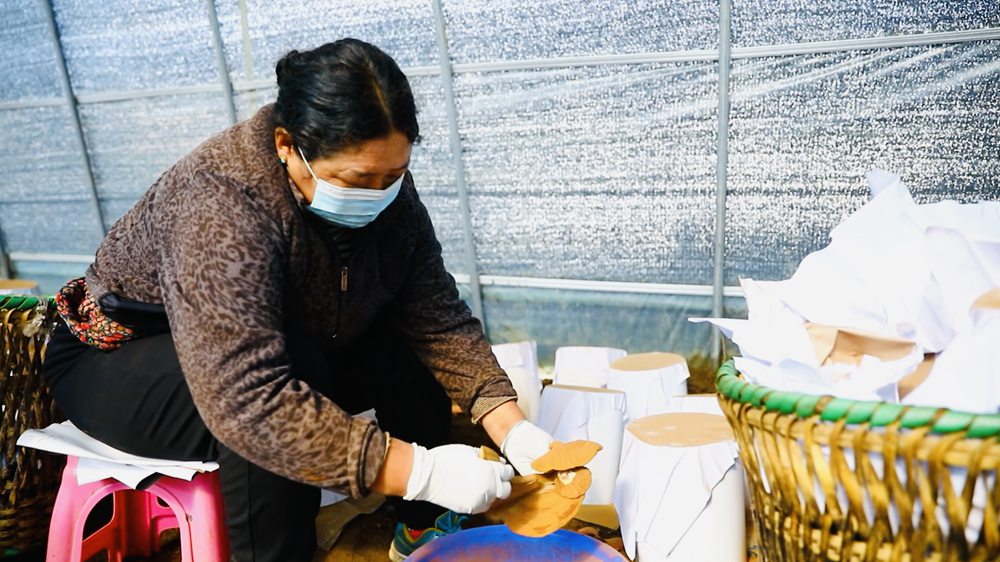 采收靈芝孢子粉。