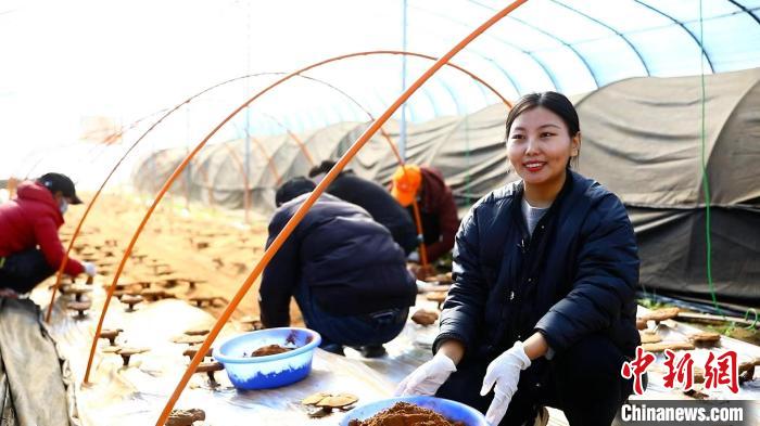 圖為農(nóng)民采收靈芝孢子粉?！∴嚢?攝