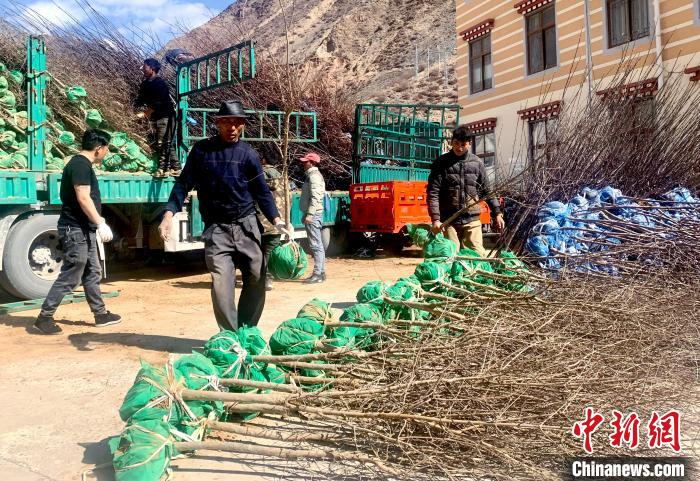 民眾搬運(yùn)苗木?！〔际忻⒖悼h委宣傳部供圖