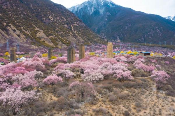 人間桃花源！林芝桃花有多絕？