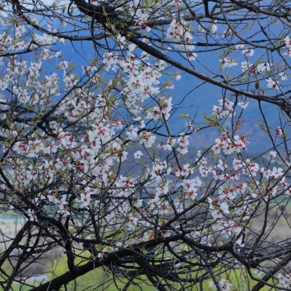 人間桃花源！林芝桃花有多絕？