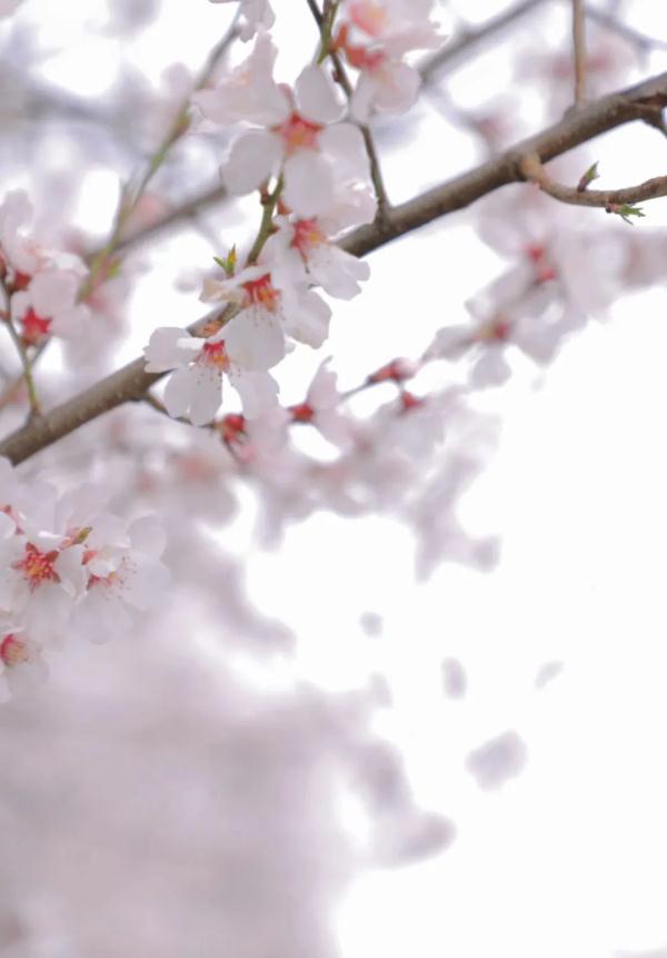 人間桃花源！林芝桃花有多絕？