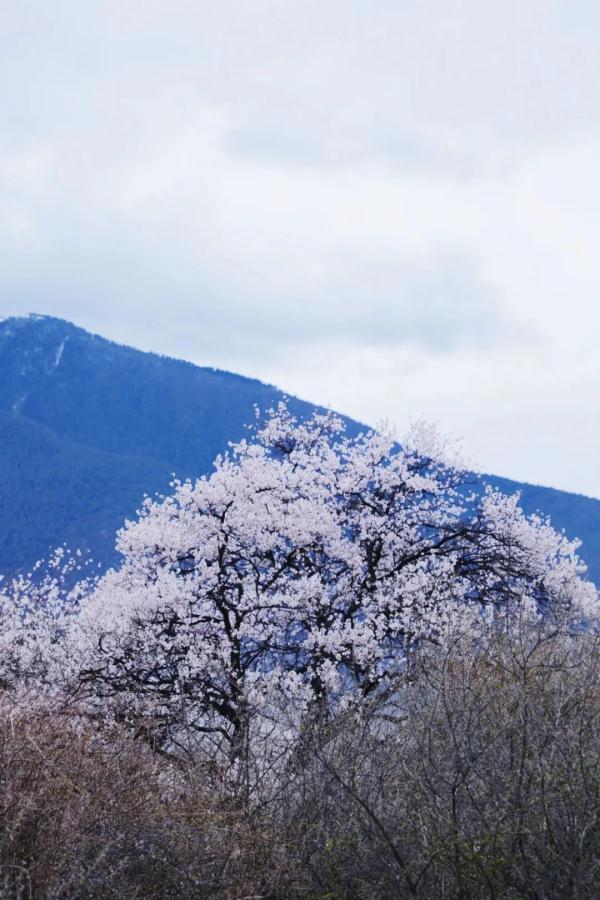 人間桃花源！林芝桃花有多絕？