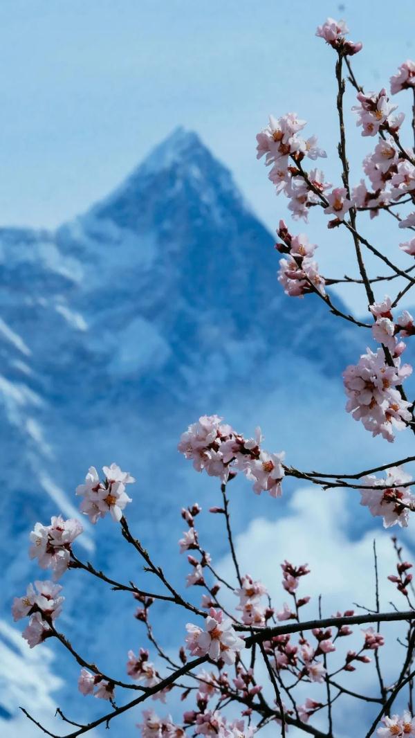 人間桃花源！林芝桃花有多絕？