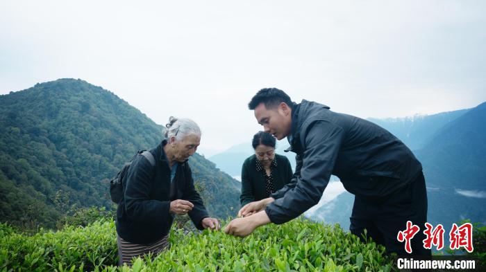 圖為銀發(fā)旅游體驗團兩位老人體驗采茶?！∥鞑貙ｍ椔糜螀f(xié)會供圖