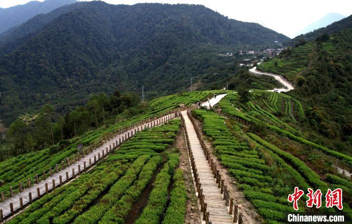 圖為西藏林芝市墨脫縣背崩鄉(xiāng)格林村山頂?shù)木坝^茶園。(無人機(jī)照片) 李林 攝