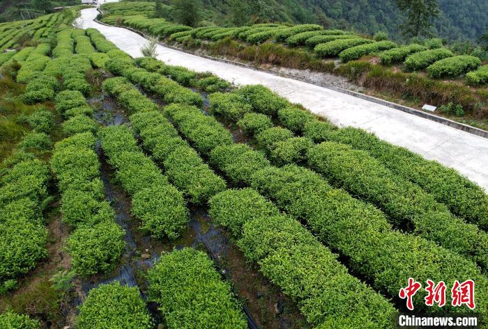 圖為西藏林芝市墨脫縣背崩鄉(xiāng)格林村山頂?shù)木坝^茶園。(無人機(jī)照片) 李林 攝