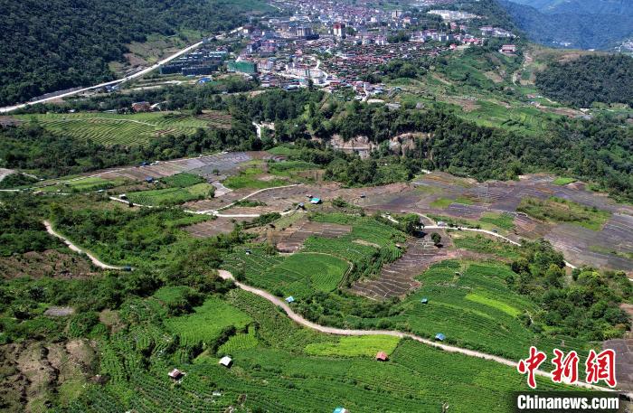 圖為西藏林芝市墨脫縣城附近的茶田。(無人機(jī)照片) 李林 攝