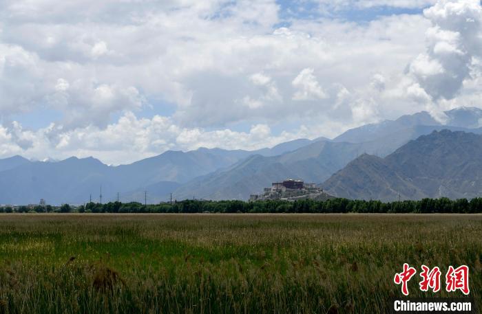 圖為6月22日，西藏拉薩拉魯濕地。　李林 攝