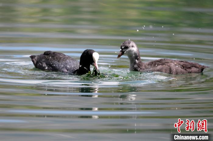 圖為6月22日，棲息在拉魯濕地內(nèi)的古頂雞?！±盍?攝