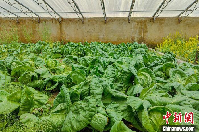 公珠湖執(zhí)勤點的大棚蔬菜，種菜是該執(zhí)勤點輪換民警們的日常?！↓埿▲P 攝