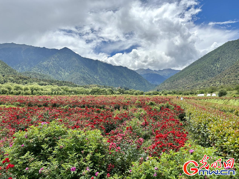 我們的家園丨【組圖】 綠水青山入畫，“金山銀山”筑起