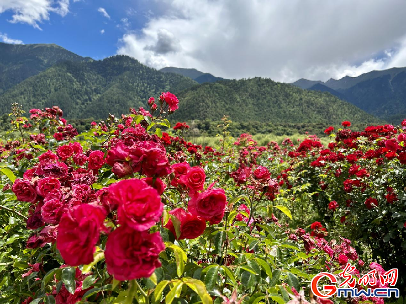 我們的家園丨【組圖】 綠水青山入畫，“金山銀山”筑起
