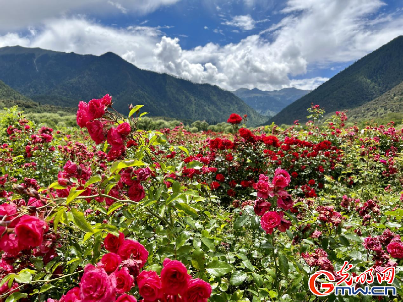 我們的家園丨【組圖】 綠水青山入畫，“金山銀山”筑起