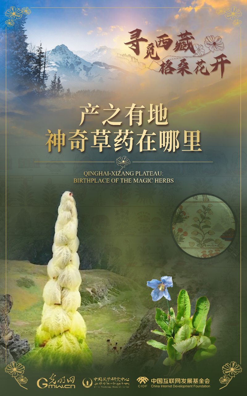 【尋覓西藏·格?；ㄩ_】產(chǎn)之有地：神奇草藥在哪里
