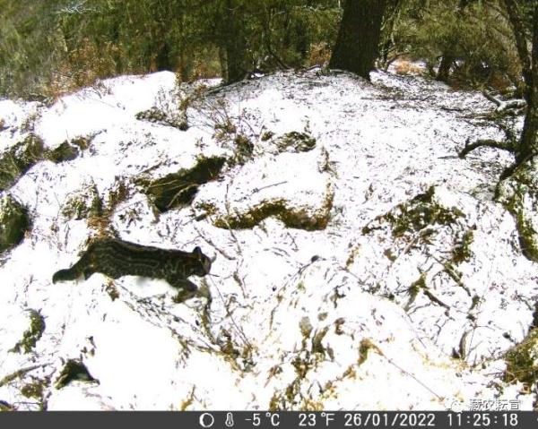 西藏色季拉山發(fā)現(xiàn)雪豹、白頰獼猴等多種珍稀野生動物