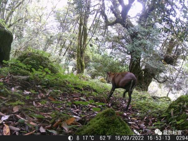 西藏色季拉山發(fā)現(xiàn)雪豹、白頰獼猴等多種珍稀野生動物