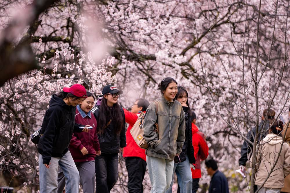 桃花盛開惹人醉，八方游客賞花來。徐馭堯攝