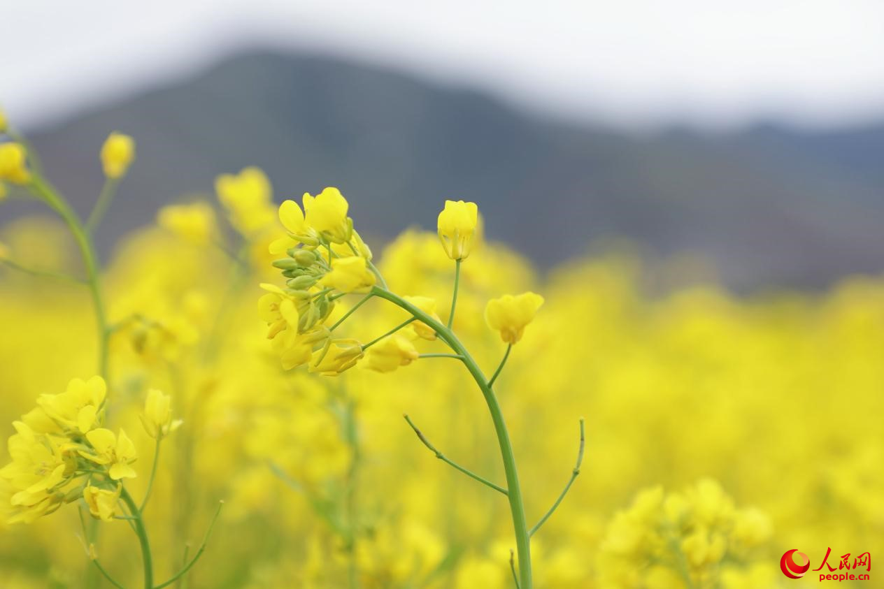 金色油菜花鋪滿大地。 人民網(wǎng) 李海霞攝