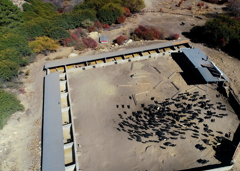 麥村藏香豬養(yǎng)殖基地。